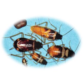 American Cockroaches: Sunny Coast Termite