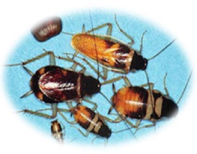 Brownbanded Cockroaches: Sunny Coast Termite