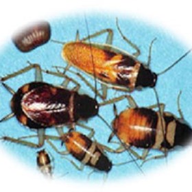 Brownbanded Cockroaches: Sunny Coast Termite