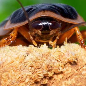 Orange County Pest Control: Sunny Coast Termite